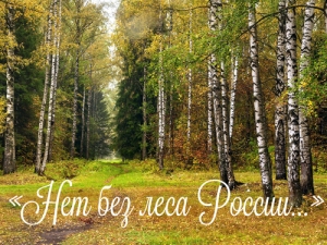 «Нет без леса России...»: к Международному дню лесов