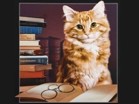 «Библиотечный» кот и все-все-все